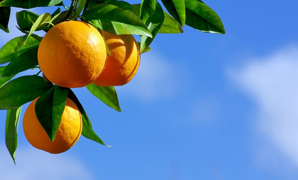 CitrusDerived Endophytes Have HLB Management Potential Citrus Industry Magazine