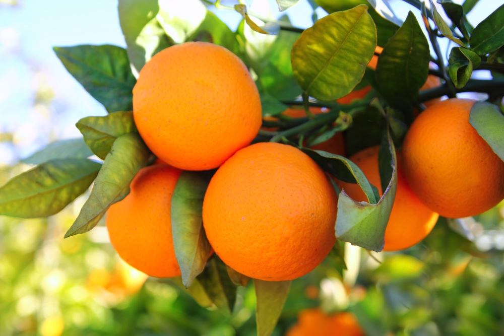 egypt-to-remain-top-orange-exporter-citrus-industry-magazine