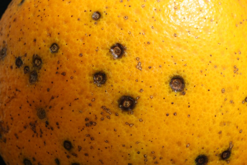 What to Do About Citrus Black Spot - Citrus Industry Magazine