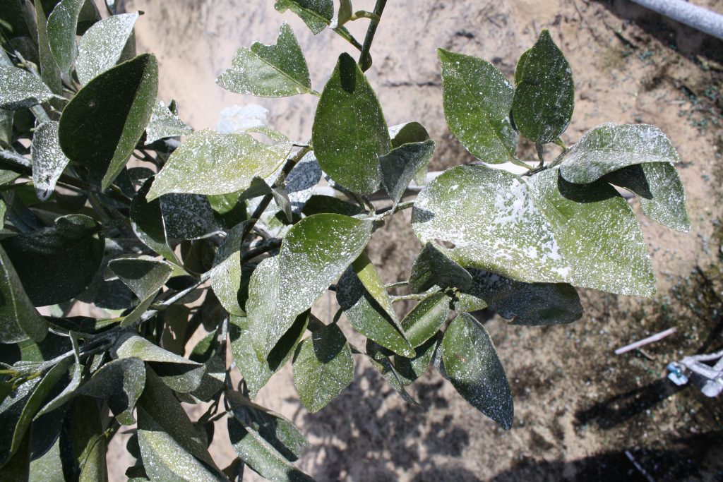 Kaolin and Climate Impacts on HLB Addressed - Citrus Industry Magazine