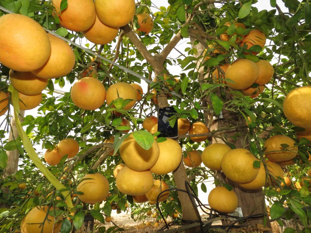 Research Update Citrus Under Protective Screen Citrus Industry Magazine