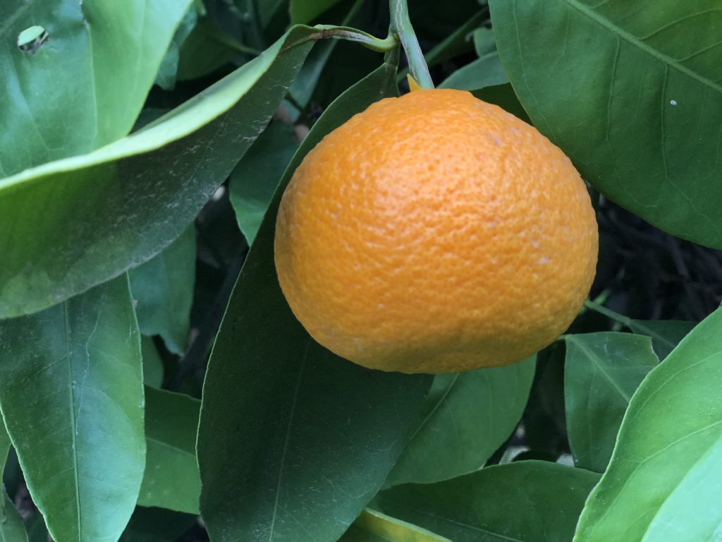 What to Consider Before Planting More Satsumas in Citrus