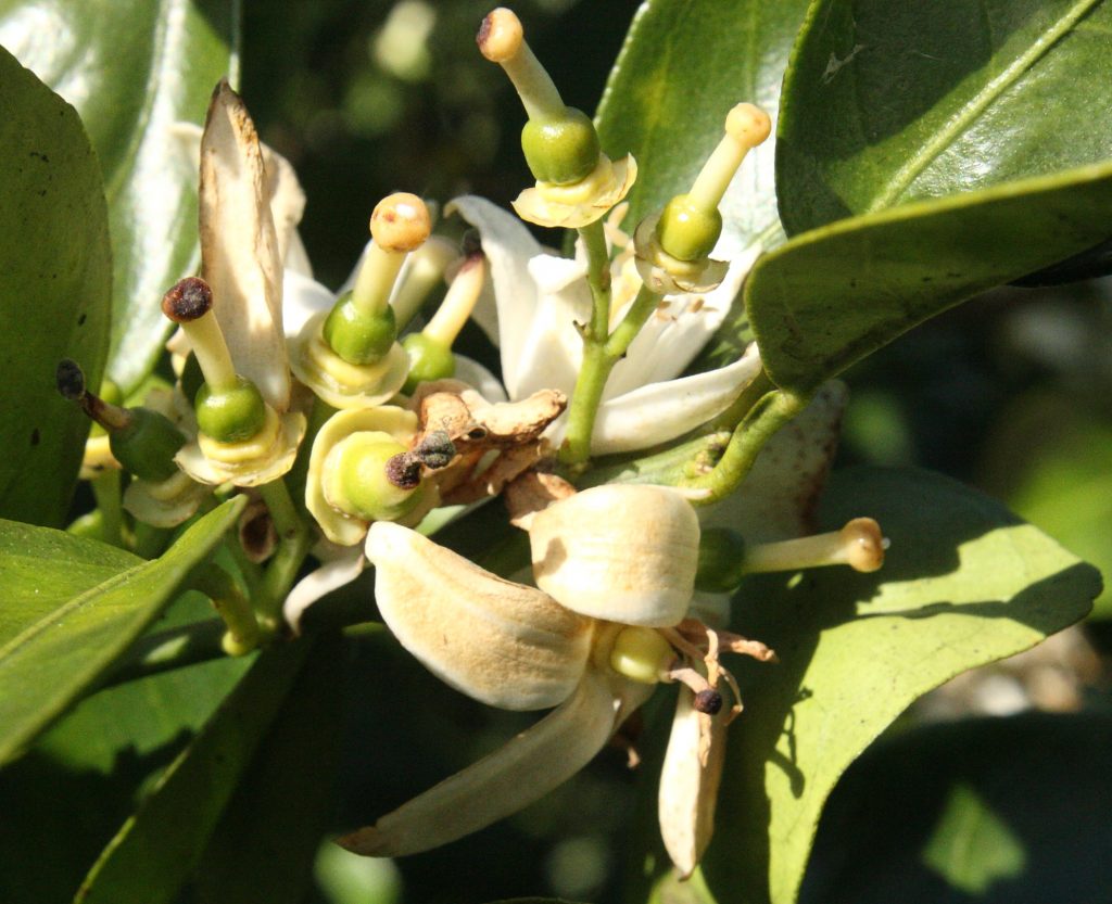 Fungal Foliar Disease Concerns for 2019 - Citrus Industry ...