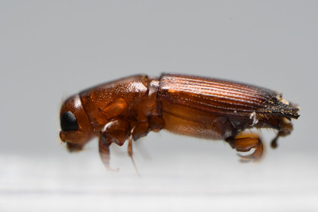 Ambrosia Beetle Update - Citrus Industry Magazine