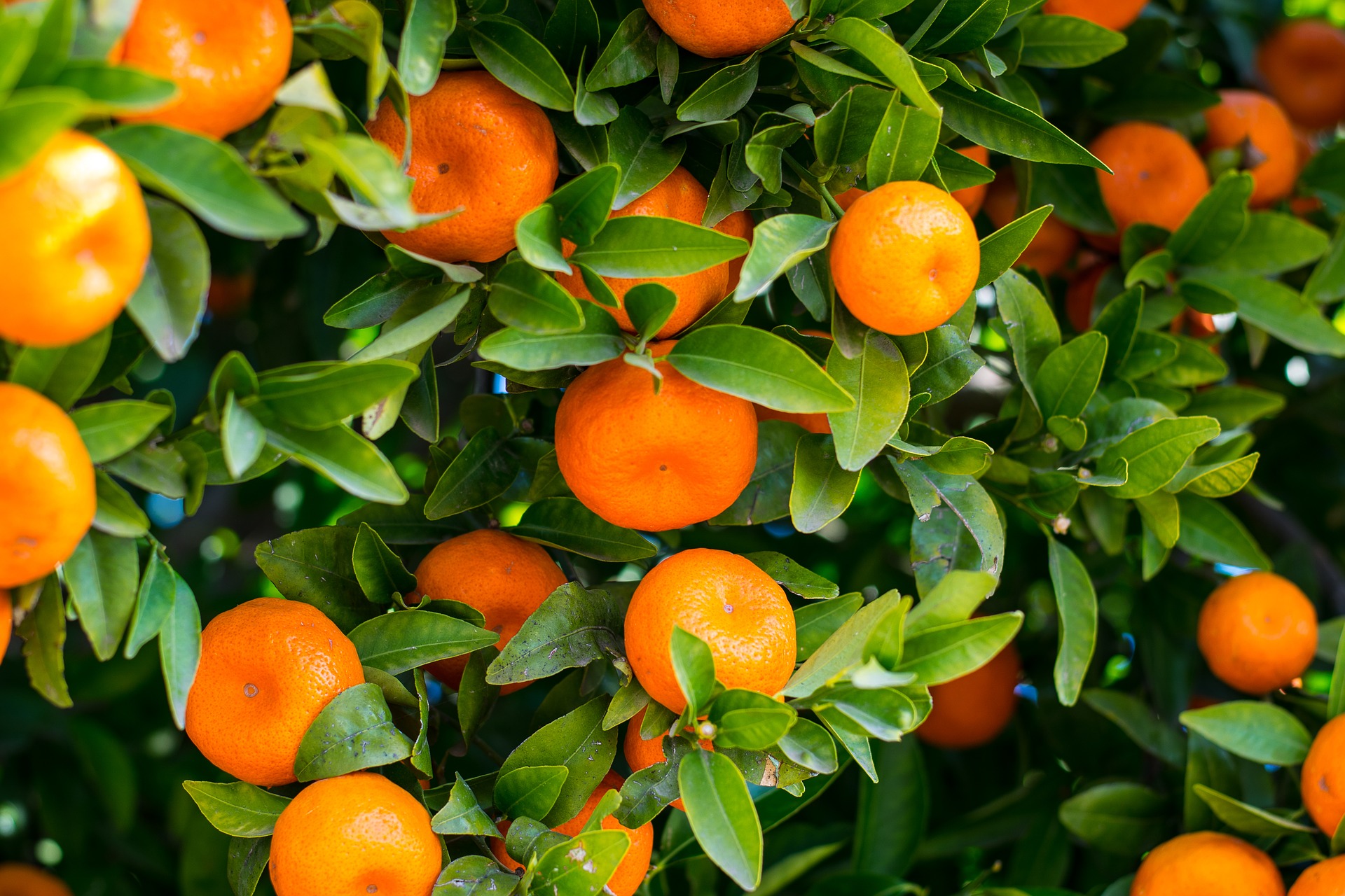 Florida Citrus Production Continues Downward Trend - Citrus Industry ...