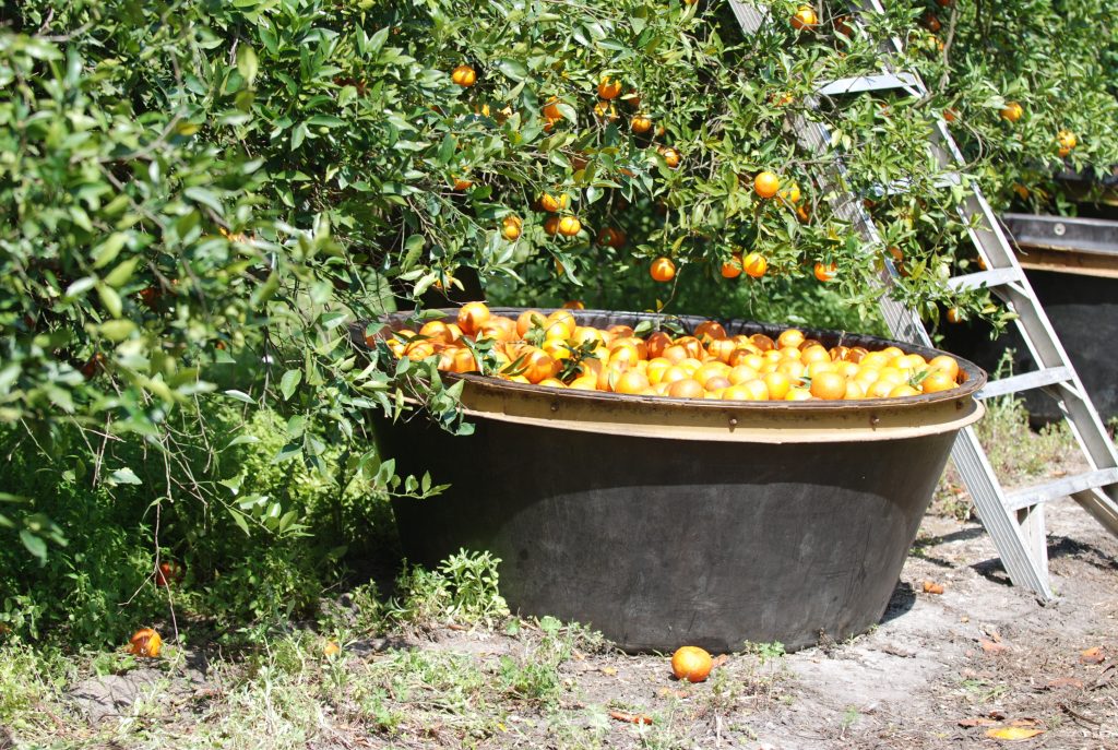 harvest citrus