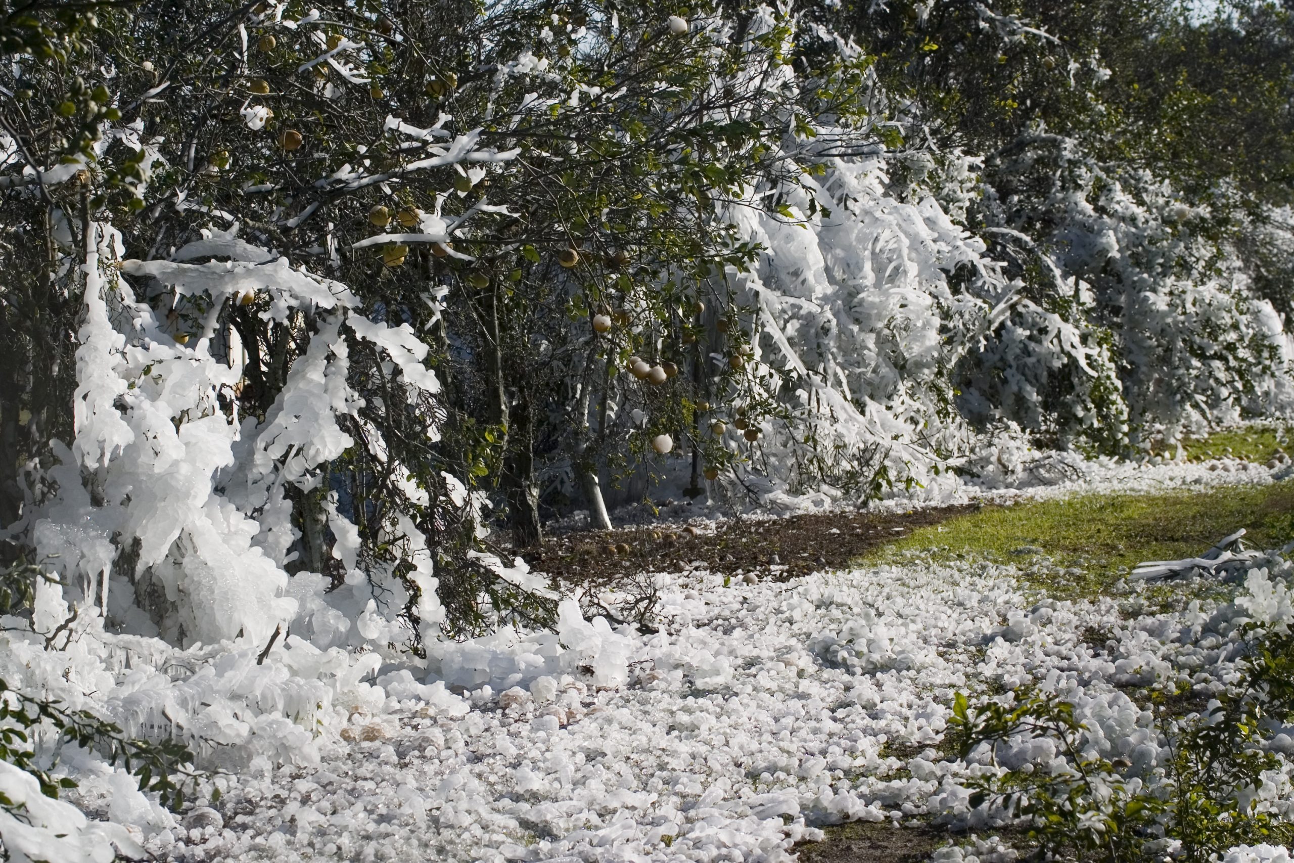 Get Florida Freeze Updates With Winter Weather Watch Citrus Industry