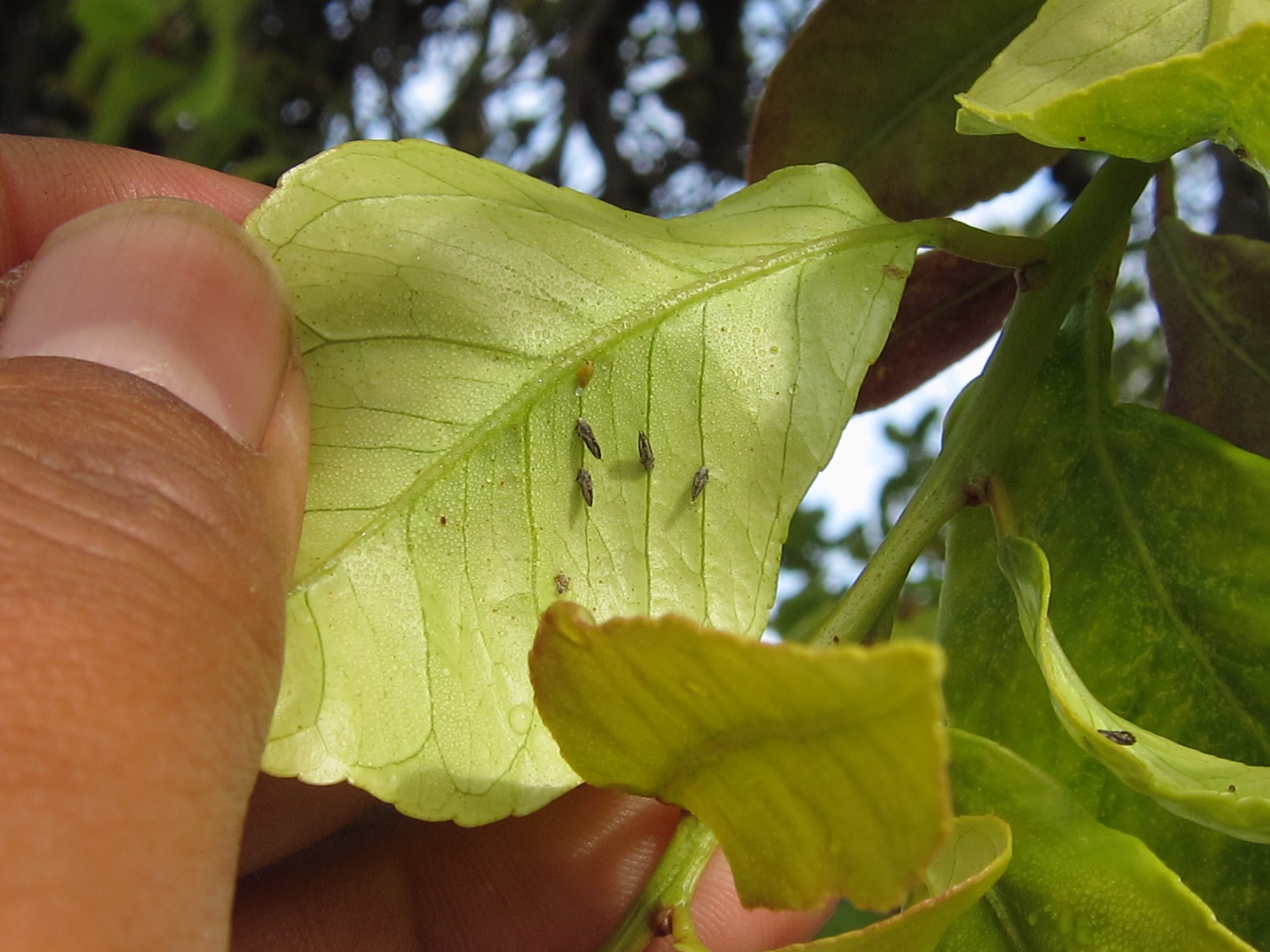 Sudden ACP Increase In California Worrisome Citrus Industry Magazine