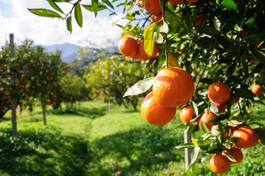 Copper Fungicides The Essential Tool for Citrus Growers Citrus