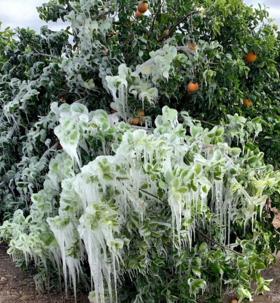 Texas Freeze Leaves Citrus Crop in Trouble Citrus Industry Magazine