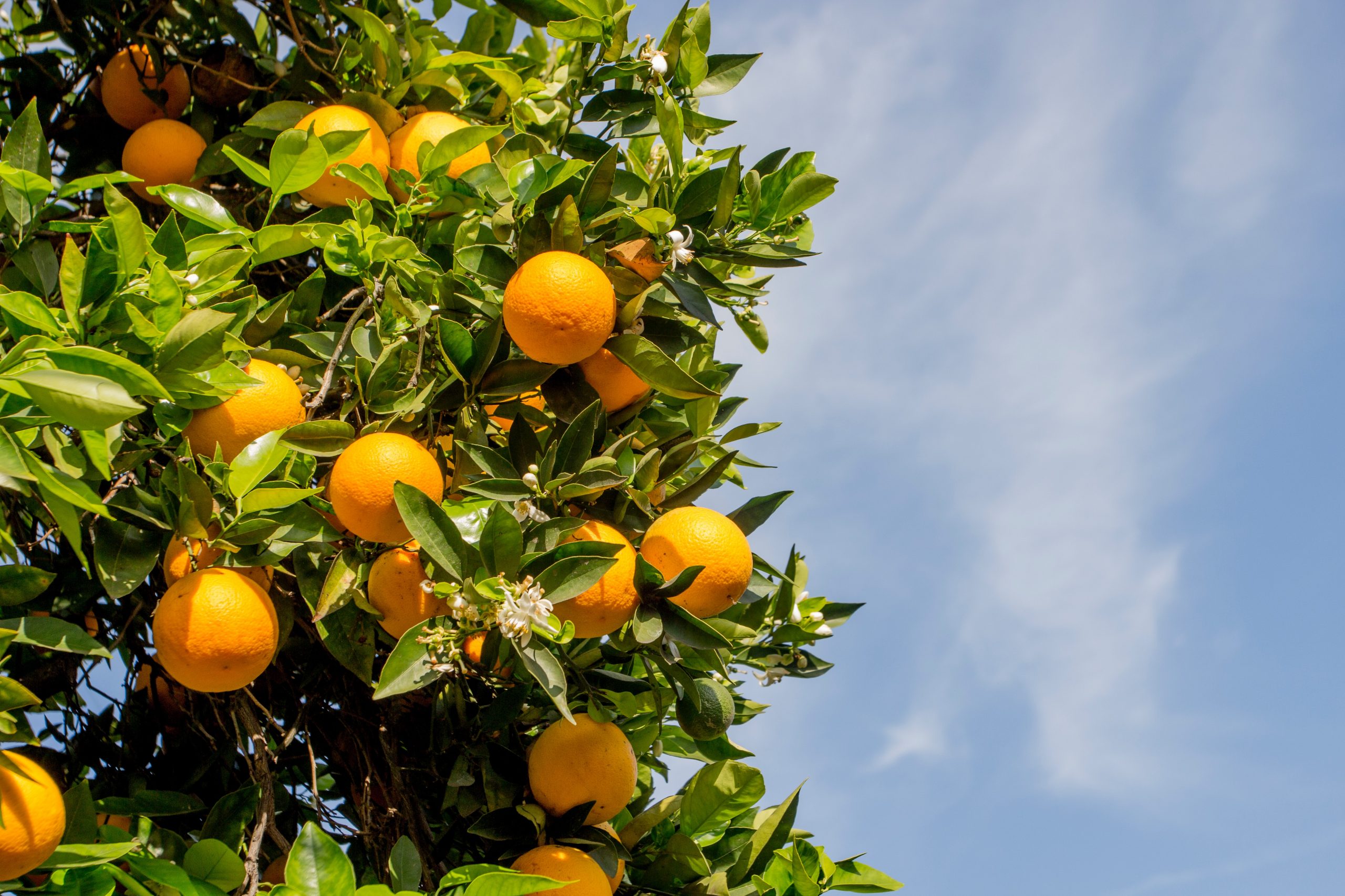 2021-22 Orange Crop Forecast Up for Brazil - Citrus Industry Magazine