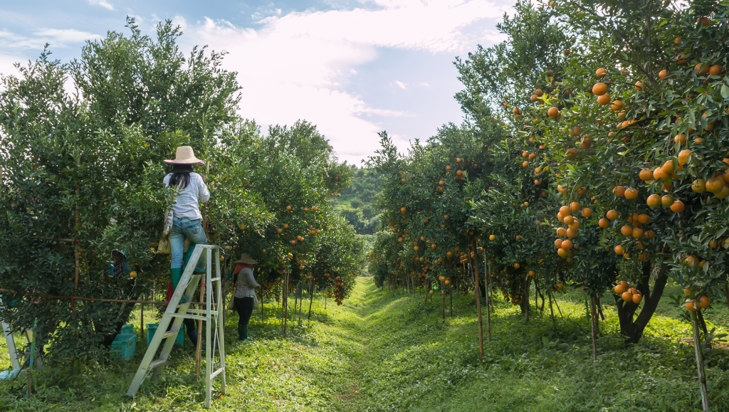 HLB Practices: Growers' Attitude Studied - Citrus Industry Magazine