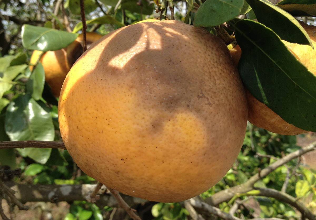 Controlling Diplodia StemEnd Rot Before Harvest Citrus Industry Magazine