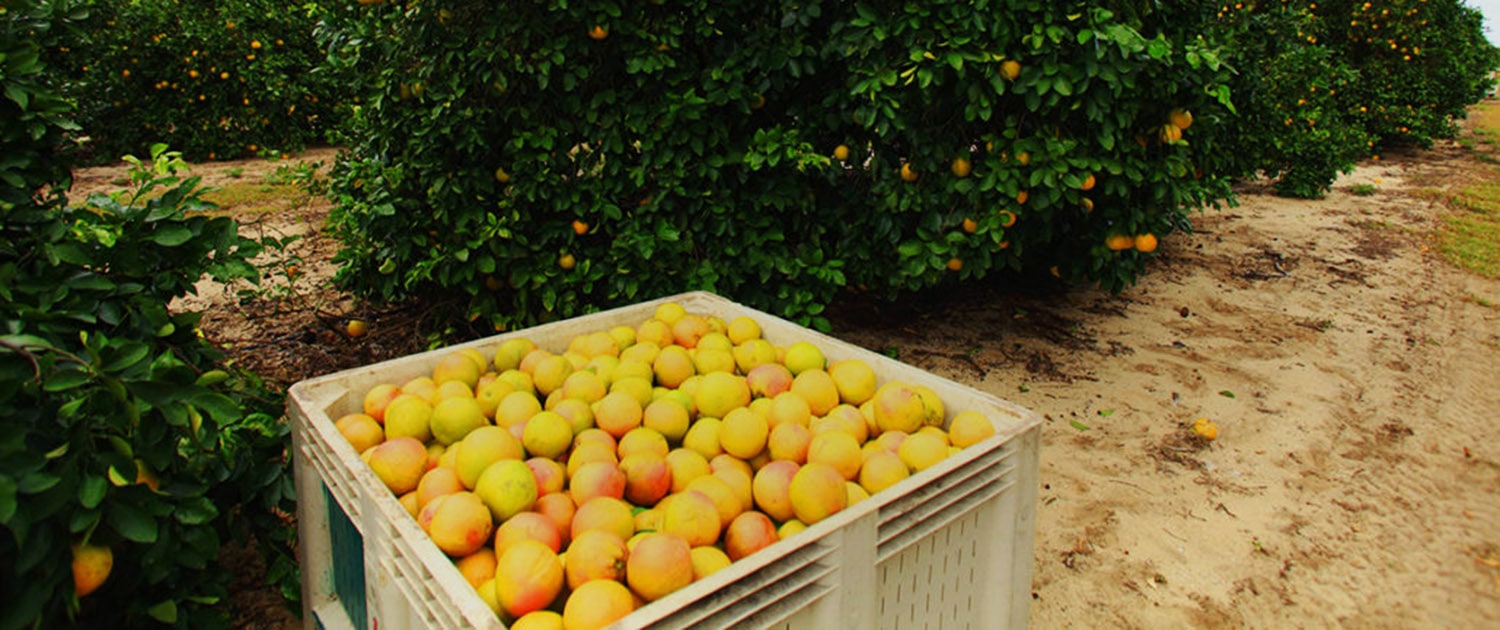 Florida Citrus Grower Alico Inc. Development Florida Citrus Company Says Production Down, Prices Up
