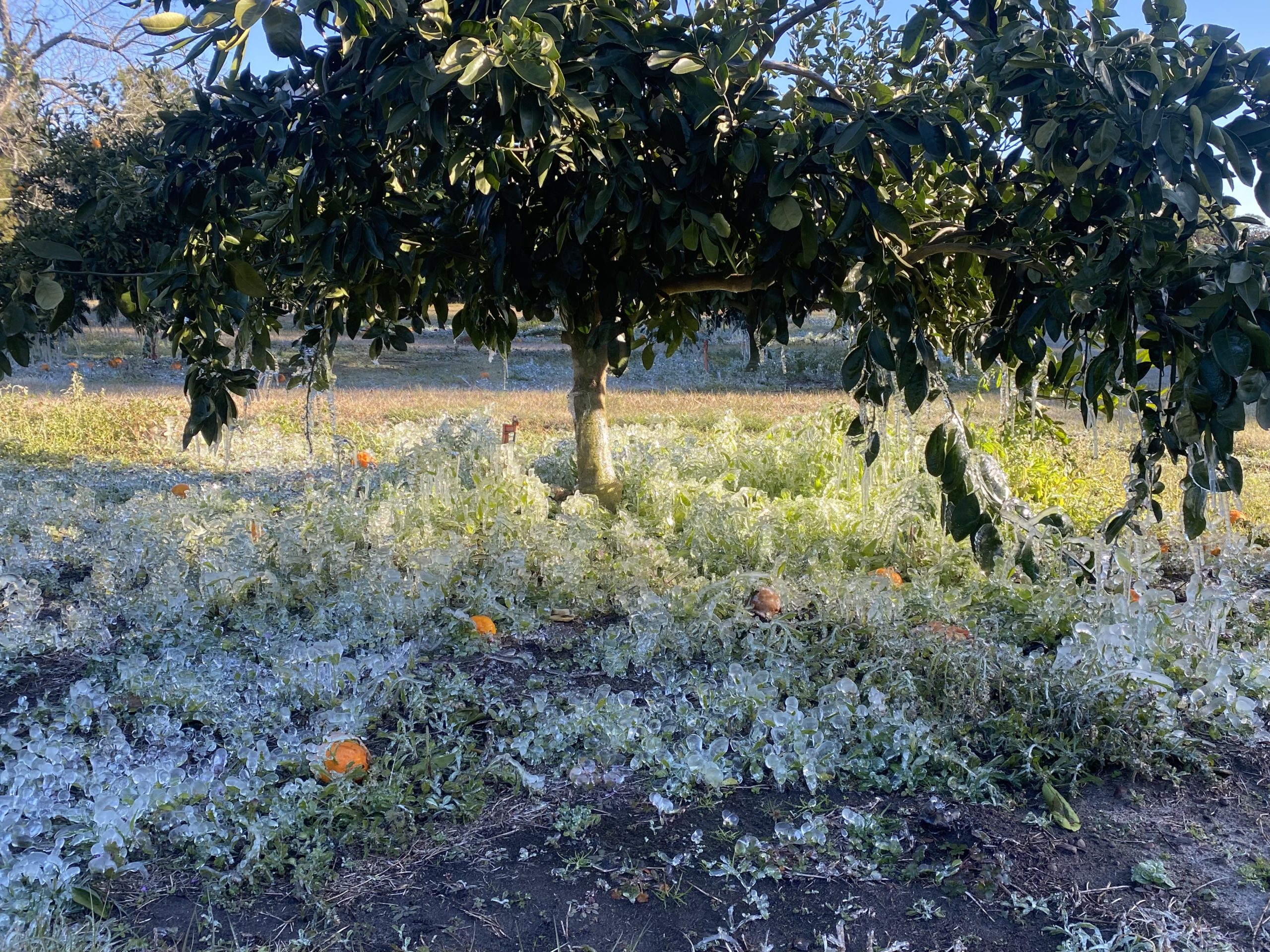 and Florida Citrus Avoid Major Freeze Damage Citrus Industry