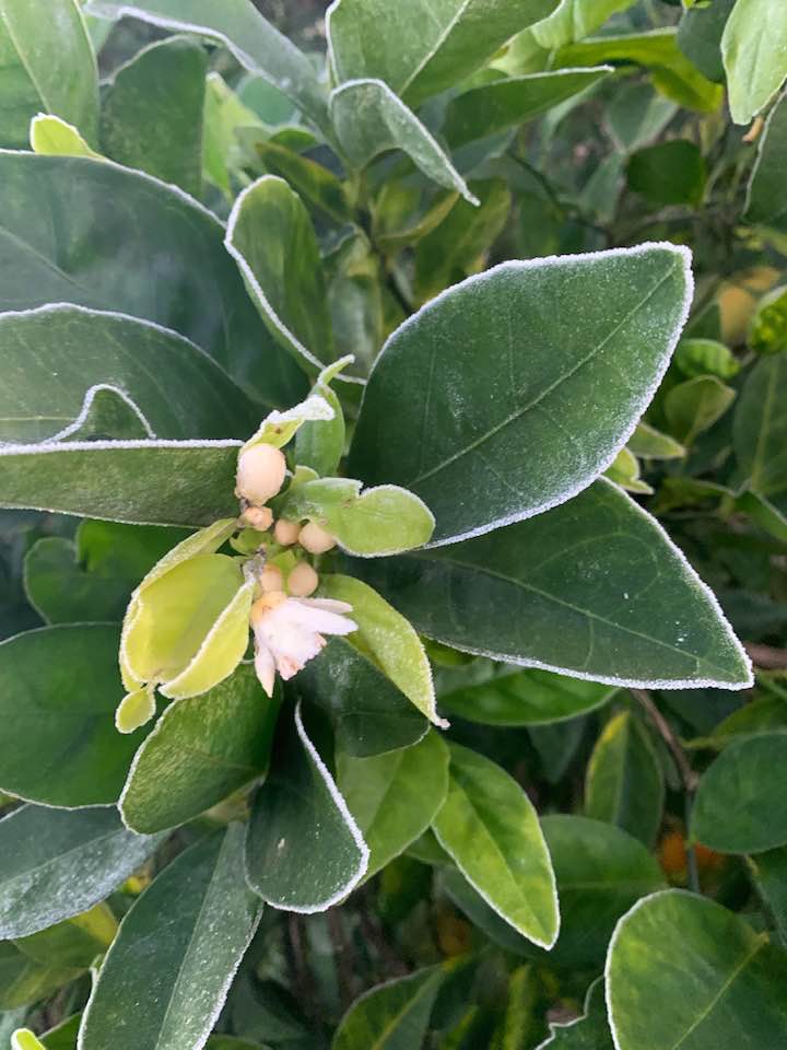 Freeze Damage Update For Florida Citrus - Citrus Industry Magazine