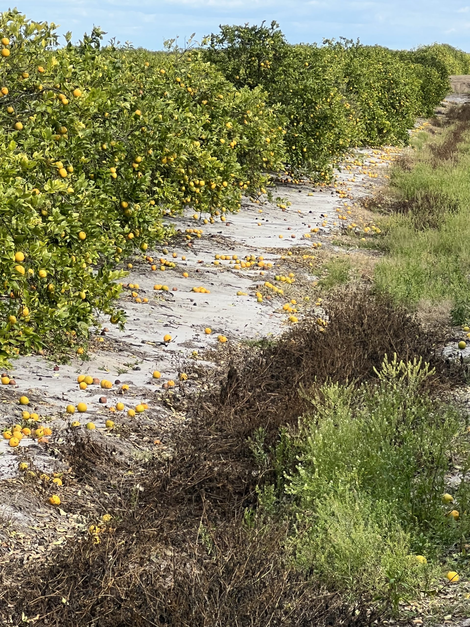 Florida Citrus Growers Say Freeze Damage Still Unfolding - Citrus ...