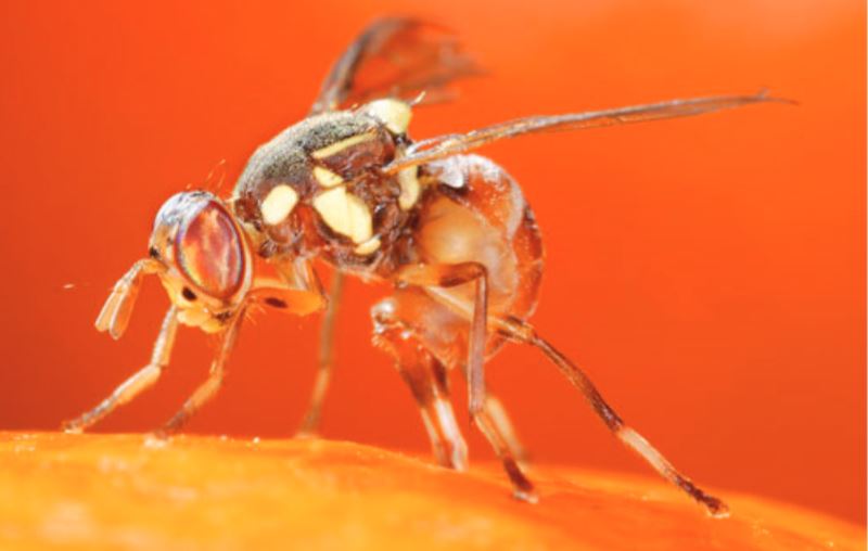 Orientalfruitfly Citrus Industry Magazine