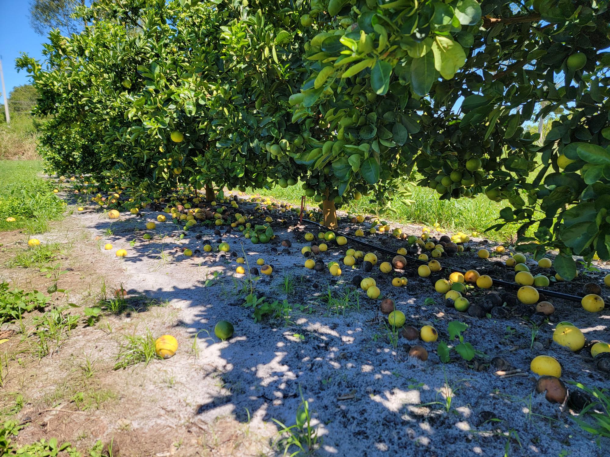 Reporting Hurricane Damage: Q&A - Citrus Industry Magazine