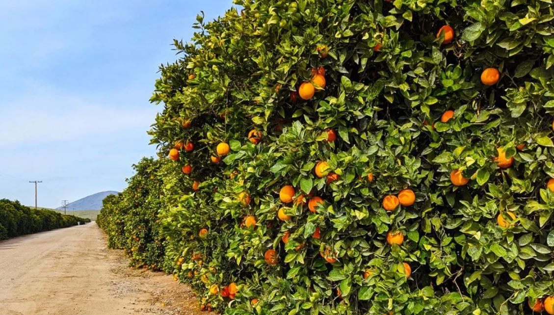 California Oranges Shipped to Korea Require Treatment Citrus Industry Magazine