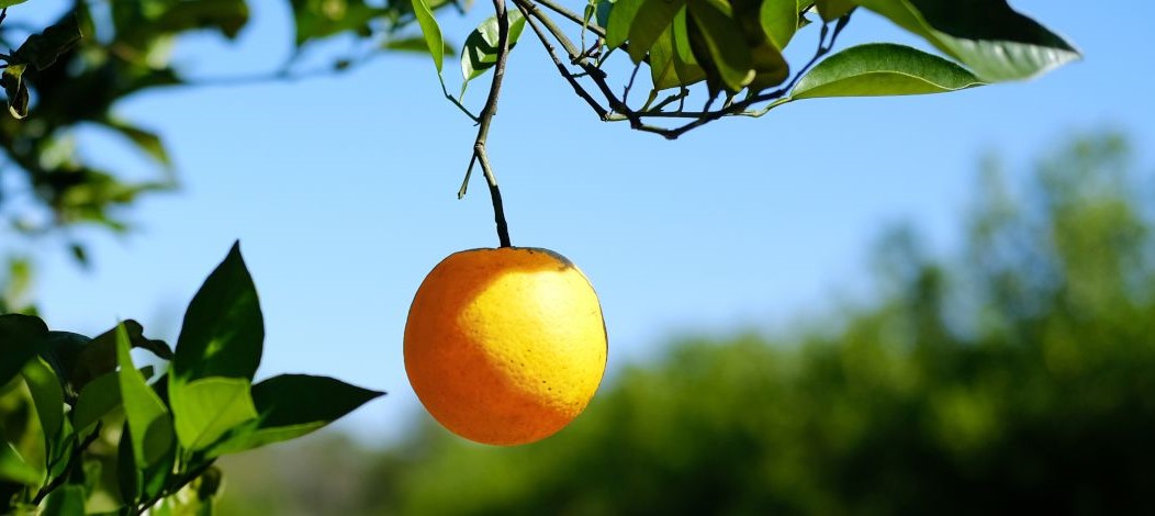 Bleak Outlook for Florida Citrus Production - Crop Forecast Citrus ...