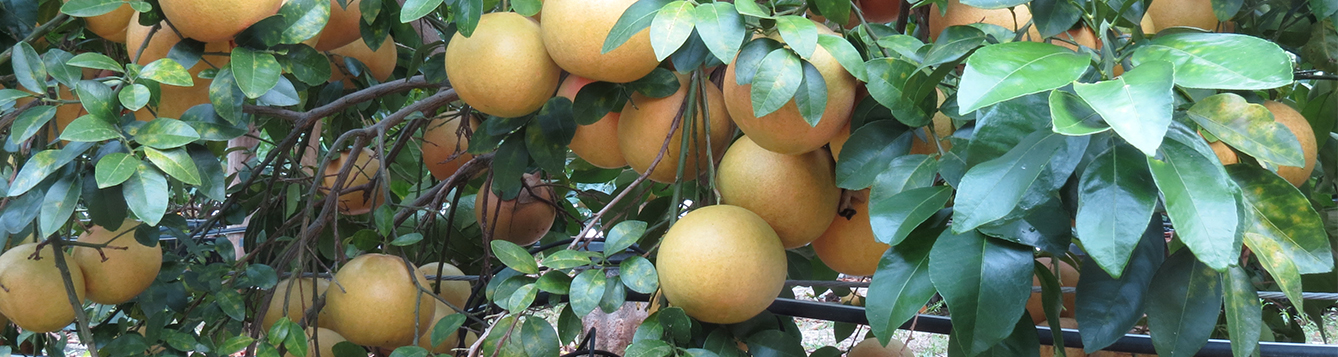 Citrus Breeding Discussed During Field Day - Citrus Industry Magazine