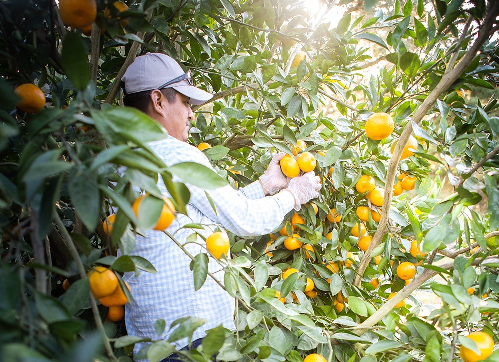 ColdHardy Citrus Exceeds Yield and Quality Forecast Citrus Industry