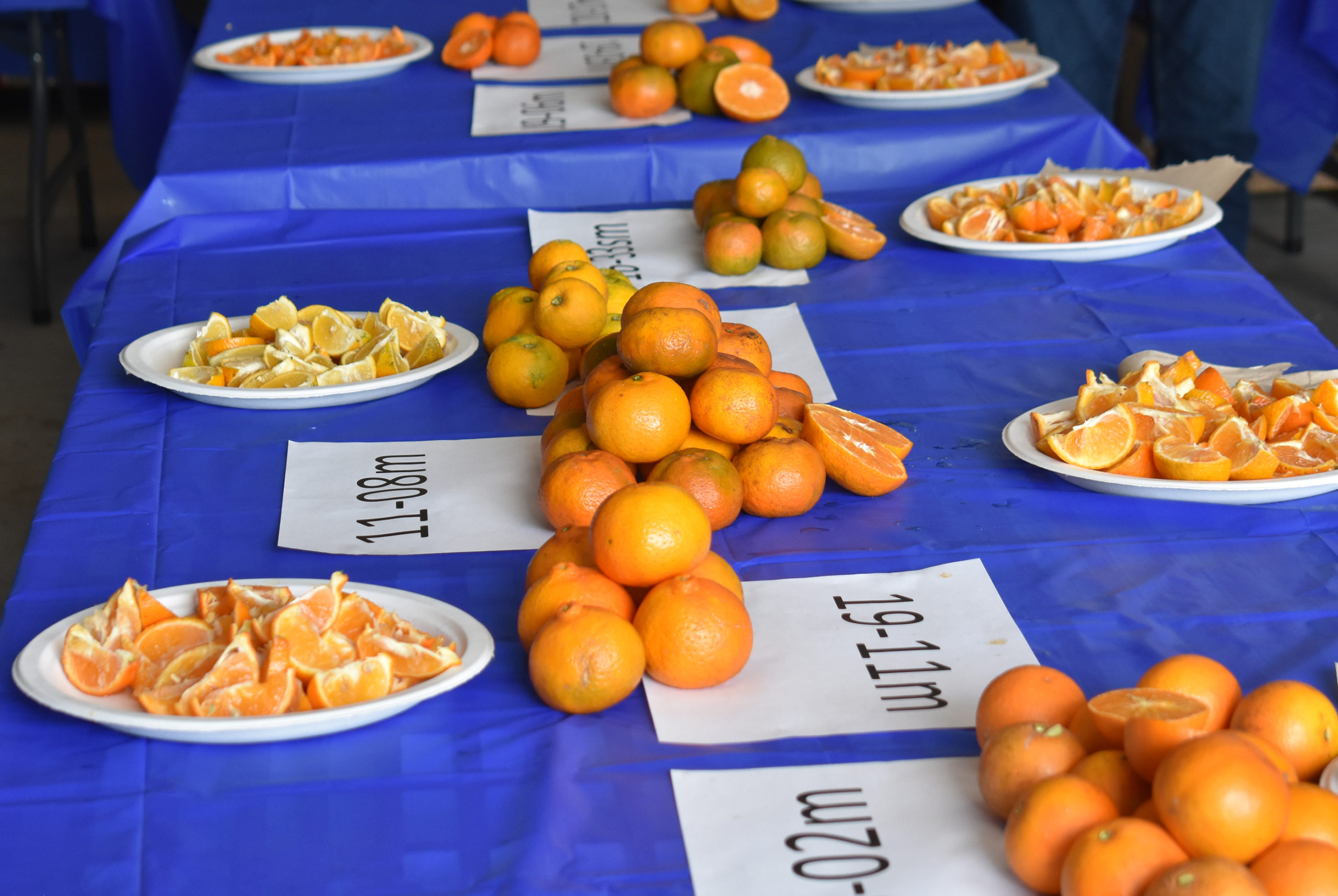 HLB Resistance Is Citrus Breeding Program’s Primary Focus Citrus
