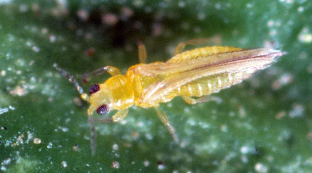 citrus-thrips - Citrus Industry Magazine