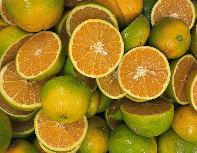 Citrus Breeding Efforts to Solve the Brix Crisis - Citrus Industry Magazine