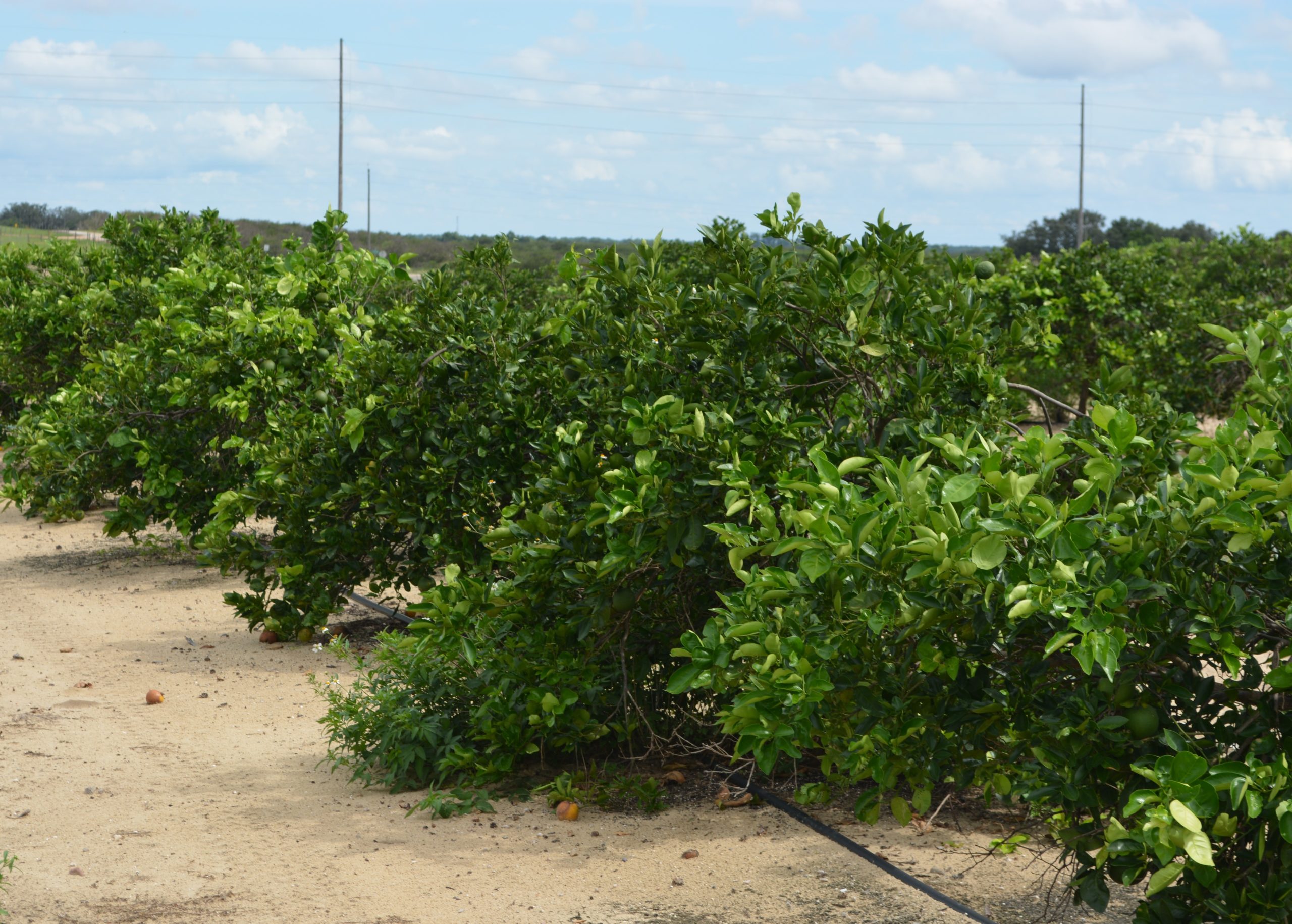 Florida Citrus Crop Forecast: Us Citrus Plants 2025 – PEVO