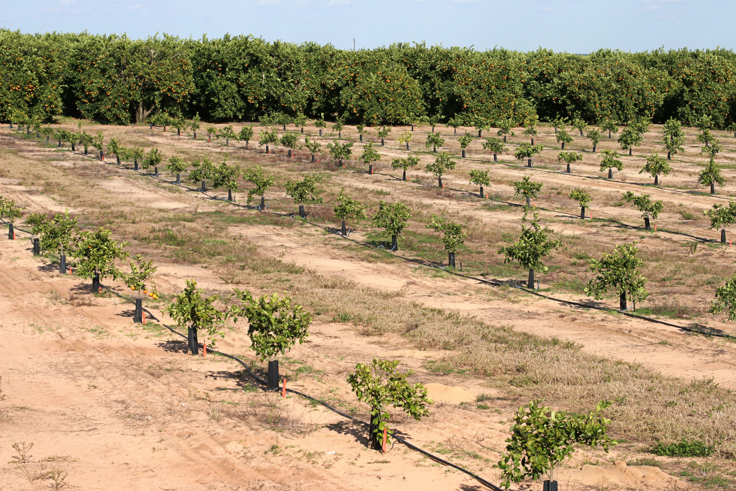 CRDF Focused on the Search for HLB Resistance - Citrus Industry Magazine