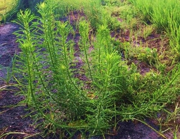 managing aggressive weeds